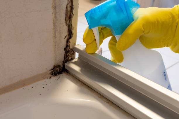 Best Attic Mold Removal  in Calverton, MD